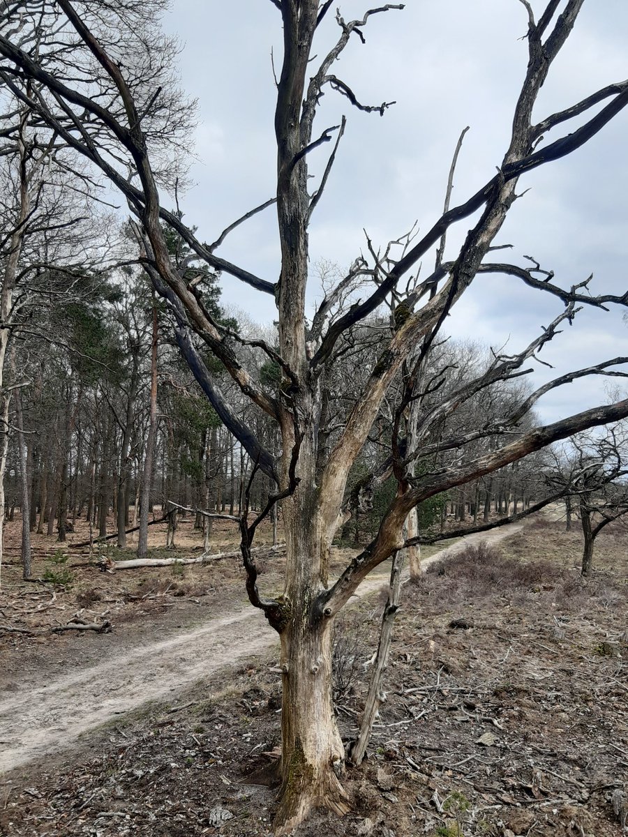 Inlandse eiken op de #veluwe. Een treurig beeld. Het gaat niet goed met onze natuur. En de massale sterfte van eiken maakt dat heel zichtbaar. #stikstofcrisis