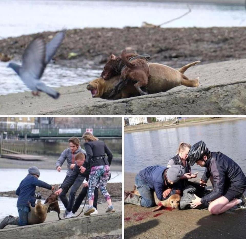 domdyer70's tweet photo. This poor seal was attacked by a dog near Teddington thankfully some brave passers by managed to get it off before it killed it. One of rescuers needed stitches, the seal is now at wildlife rescue centre. The owner of dog walked off, please report to police if you know them https://t.co/Xxy8NEeOcp