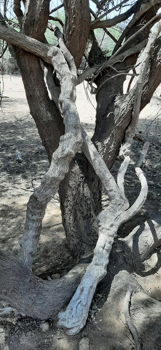 One species you will not come across many times is this liana #Cocculus pendulus (#Menispermaceae). It is only restricted to northern #Kenya although widely distributed globally. Grows along rivers,  luggas, lakeshores and near wells #FloraOfTropicalEastAfrica