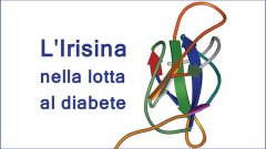 YouMedTV's tweet photo. L'impiego dell'#Irisina nella lotta al #diabete.
Intervistato il Prof. Francesco Giorgino:
https://t.co/oQLjlgnEhG

Uno studio condotto presso l’Istituto di #Endocrinologia dell’#Università di #Bari ha dimostrato che questo ormone è molto salutare per le cellule beta del pancreas https://t.co/URUQKyYW8D