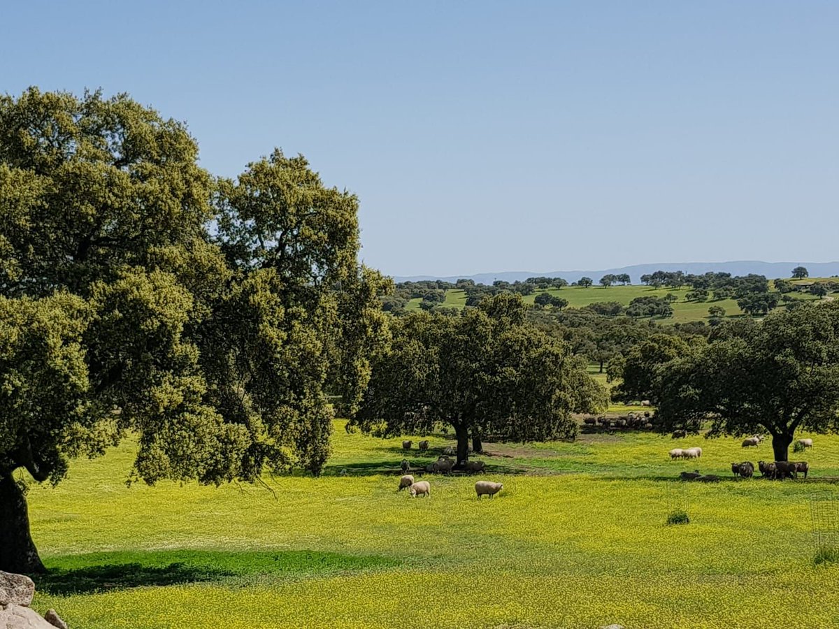 LasEncinasRural's tweet photo. Nos encontramos rodeados de unas vistas increíbles de nuestra dehesa https://t.co/KR9Fmar8ad