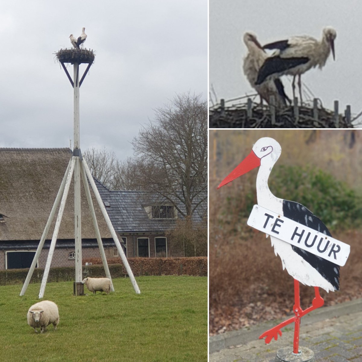 KoenMeier's tweet photo. De ooievaars zijn terug in Niekerk, dus hoeven ze niet gehuurd te worden.
#ooievaar #westerkwartier #groningen #Storch #eiber https://t.co/bDQoBRT9mz