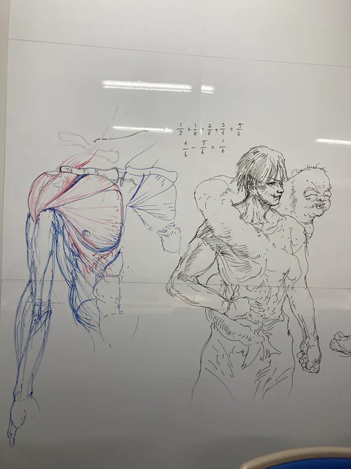 今日の板書。研究室に来ていた学生に三角筋と大胸筋の説明してました。#美術解剖学 
