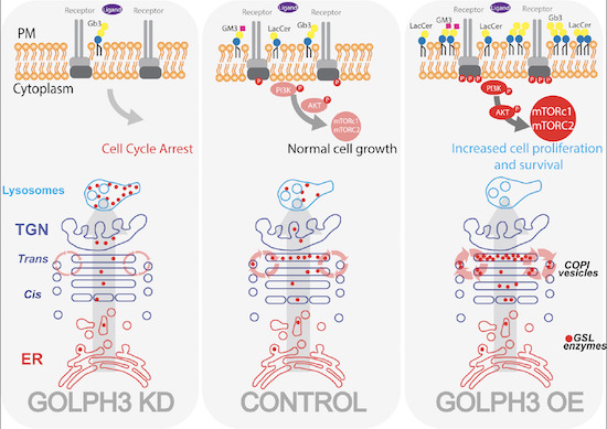 Kohta Takahashi (Kohta_Takahashi) / Twitter