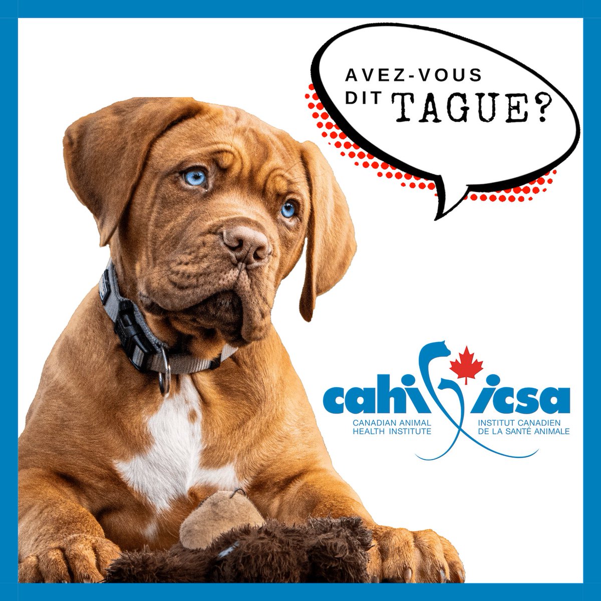cahi_icsa tweet picture