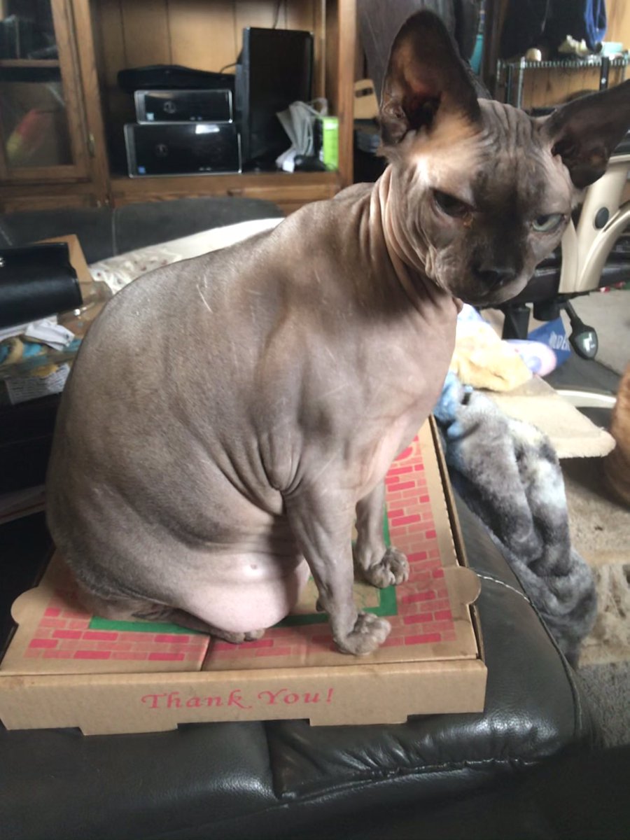 OhMy5Cats's tweet photo. @joebonsall I don’t recall ordering Watson on my pizza... https://t.co/Yyjnhawrng