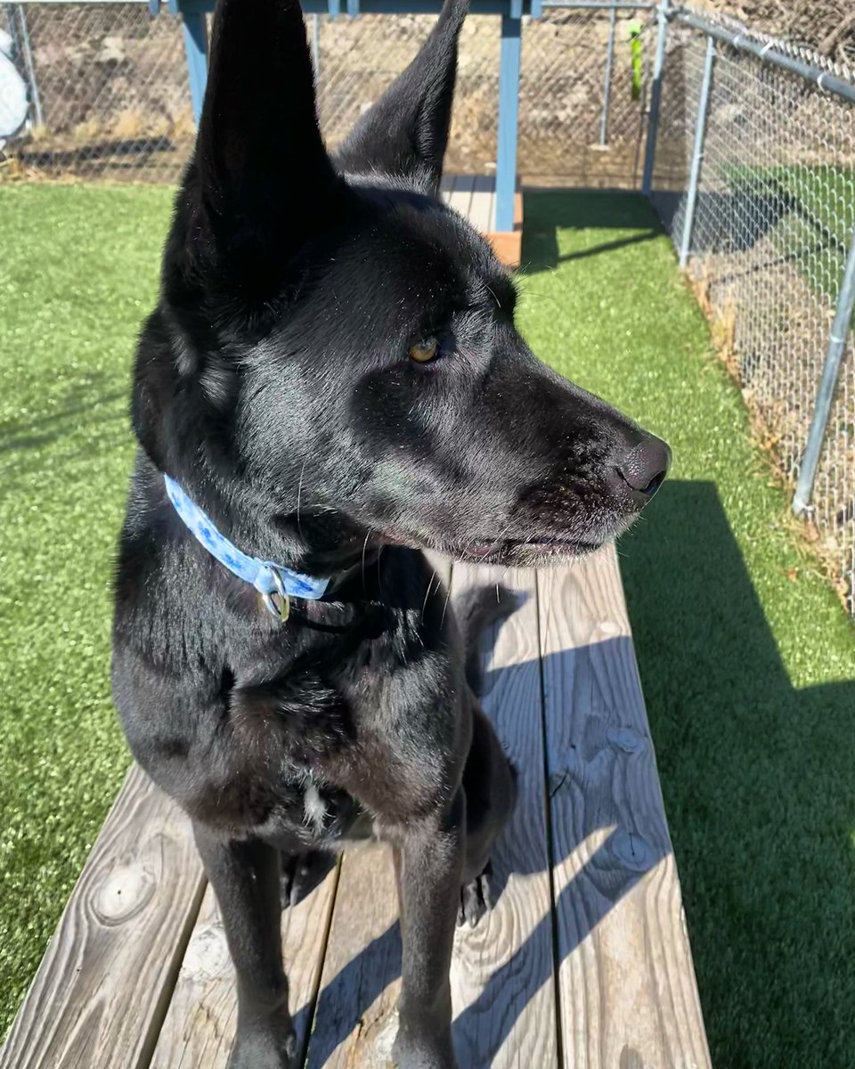 ShepsPlaceDogs's tweet photo. Gracie has moved on to Round 2 of the @barkdogbar Rescue Madness!  Time to vote again for #TeamShep #TeamGracie.  Please take a look at at these beautiful dogs and let’s find them all a furever home. 
#Vote ⬇️
https://t.co/RTMS3qBkHj https://t.co/Oddxlmo4Zp