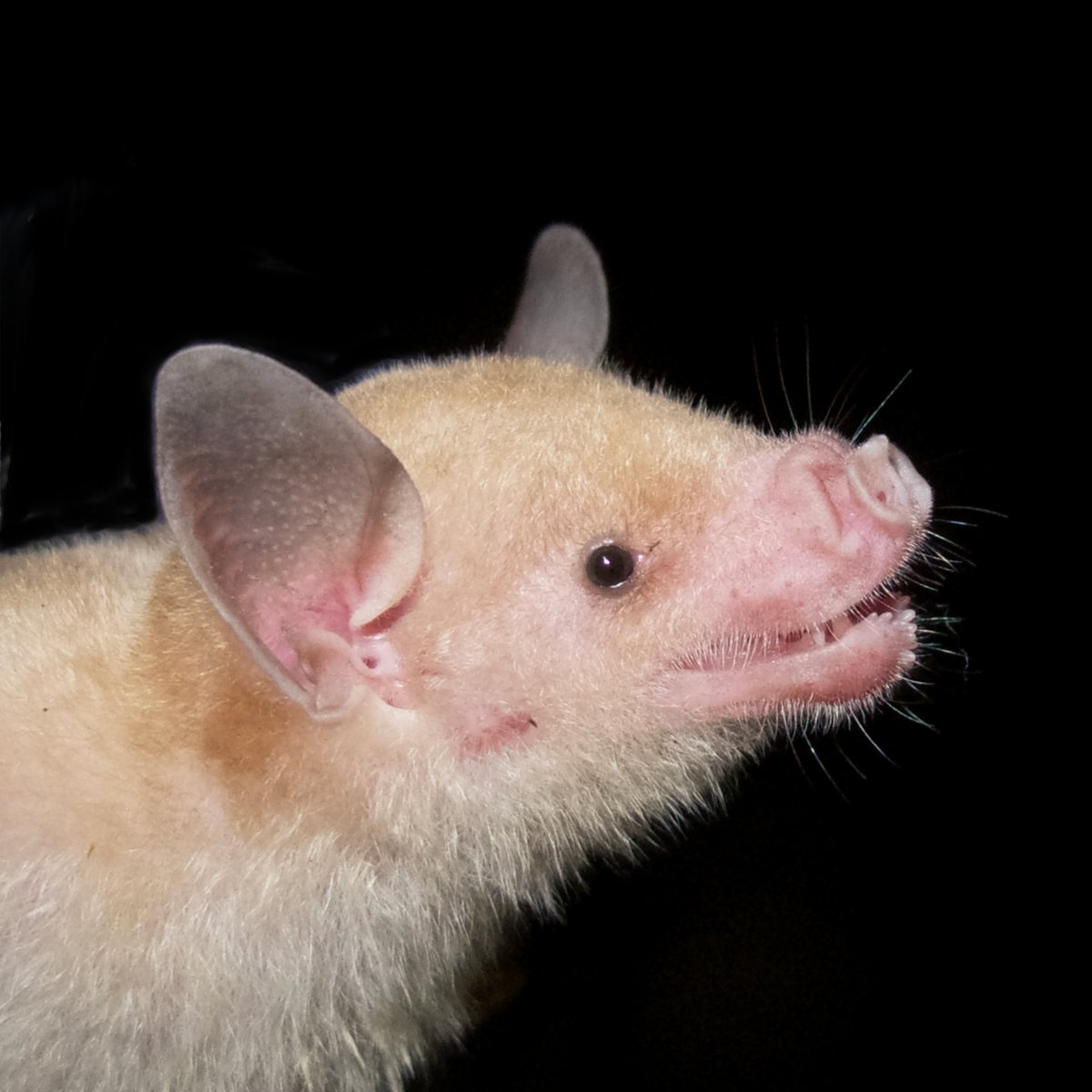 ConservEvidence's tweet photo. 📢NEW BLOG POST

In this months guest blog post @FrickWinifred Chief Scientist @BatConIntl discusses the need for more scientific evidence in bat conservation and their exciting student scholarship programme.
Read and subscribe below:

https://t.co/pRxqq7dGcV https://t.co/vAuUfbKAIj
