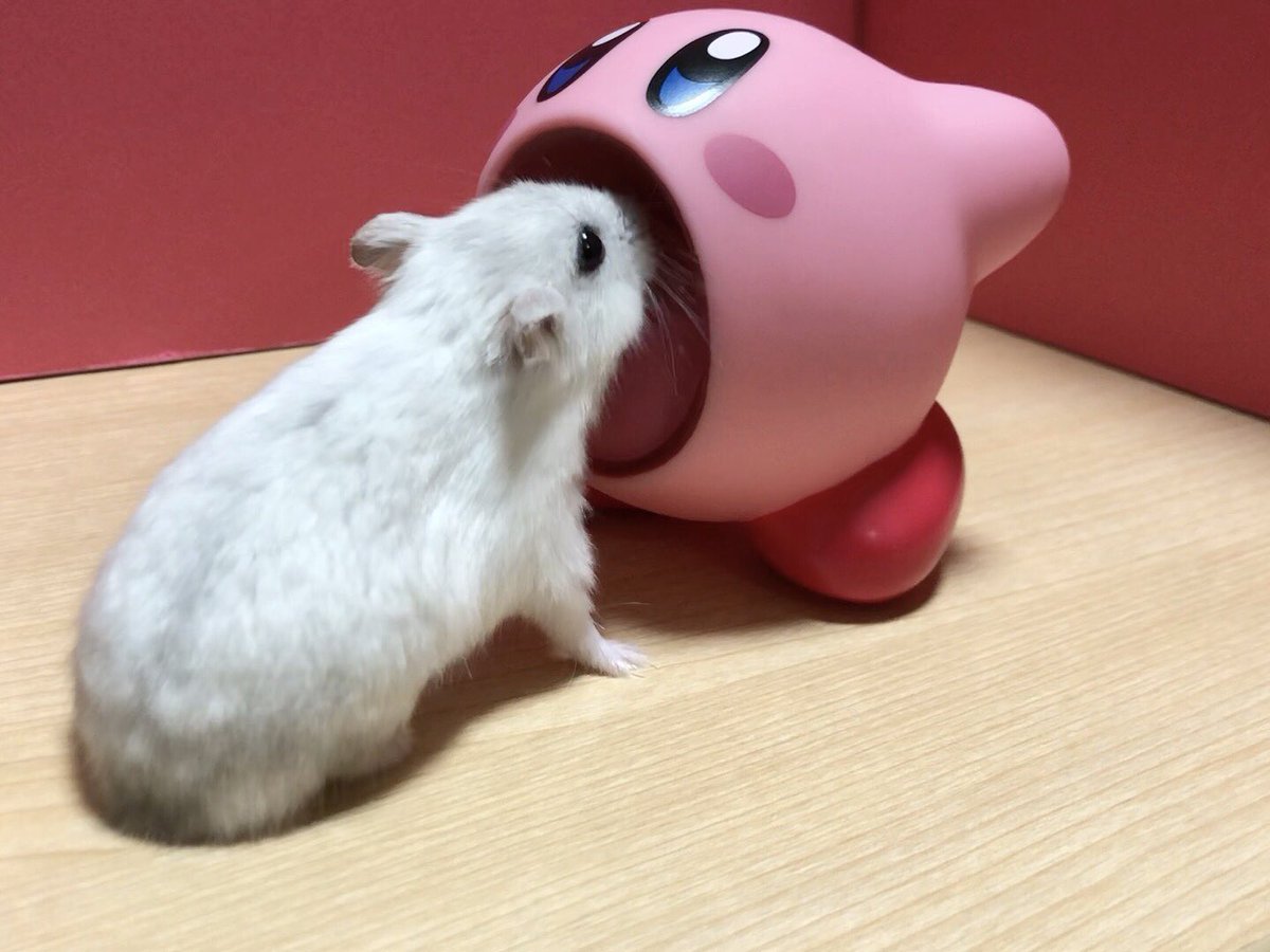 トロ カービィさん この子は吸い込まれるって知らないから許してやってください ハムスター