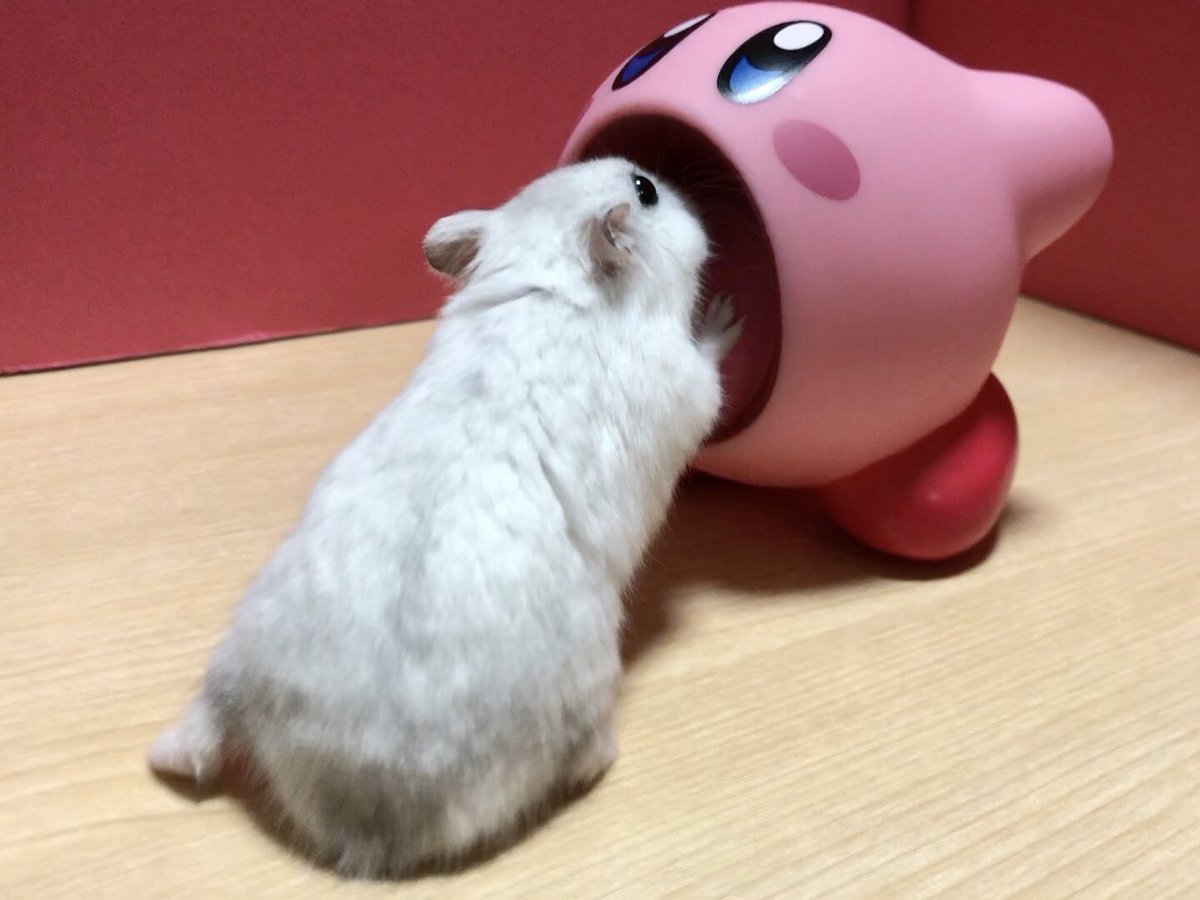 トロ カービィさん この子は吸い込まれるって知らないから許してやってください ハムスター