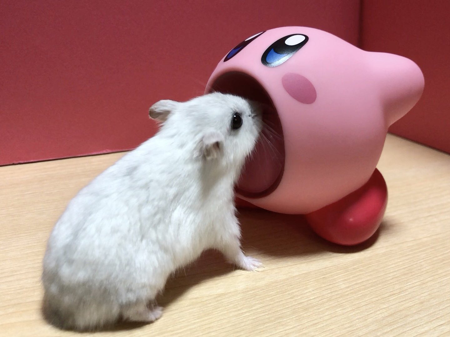 トロ カービィさん この子は吸い込まれるって知らないから許してやってください ハムスター T Co Vkaekcfxy0 Twitter