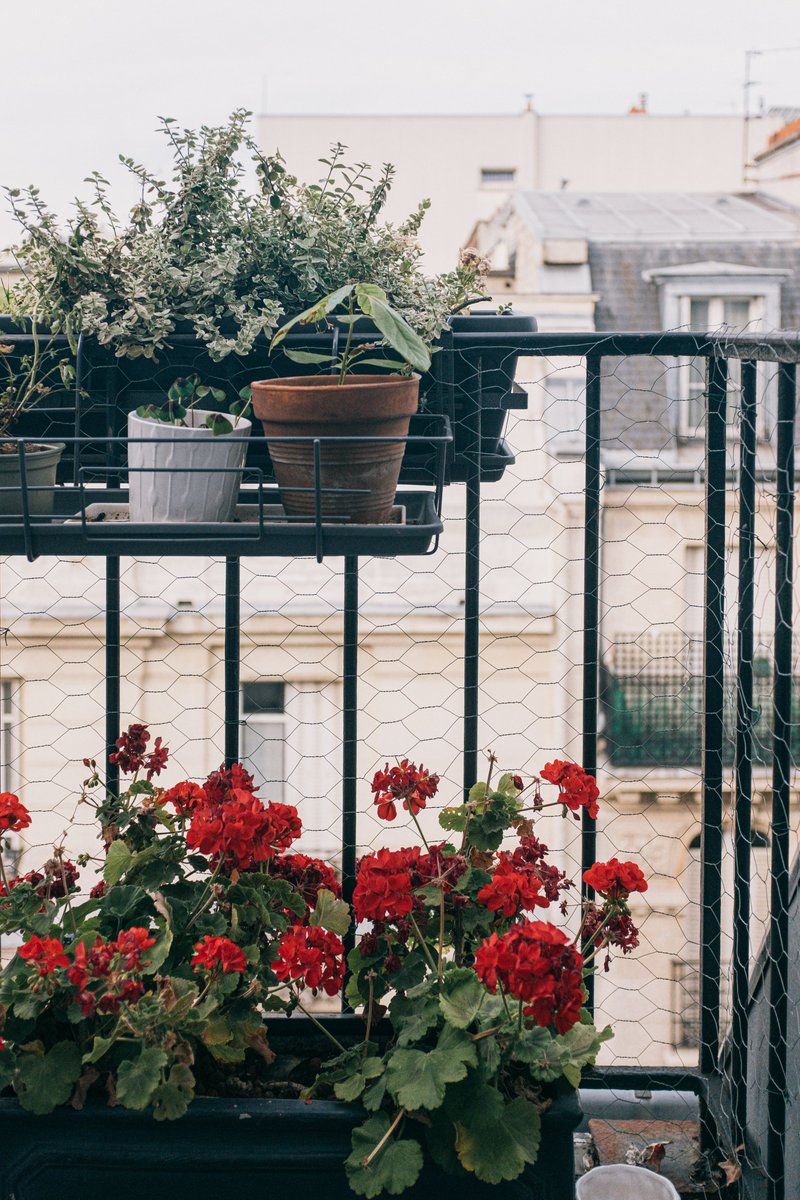 Balconitis tweet media