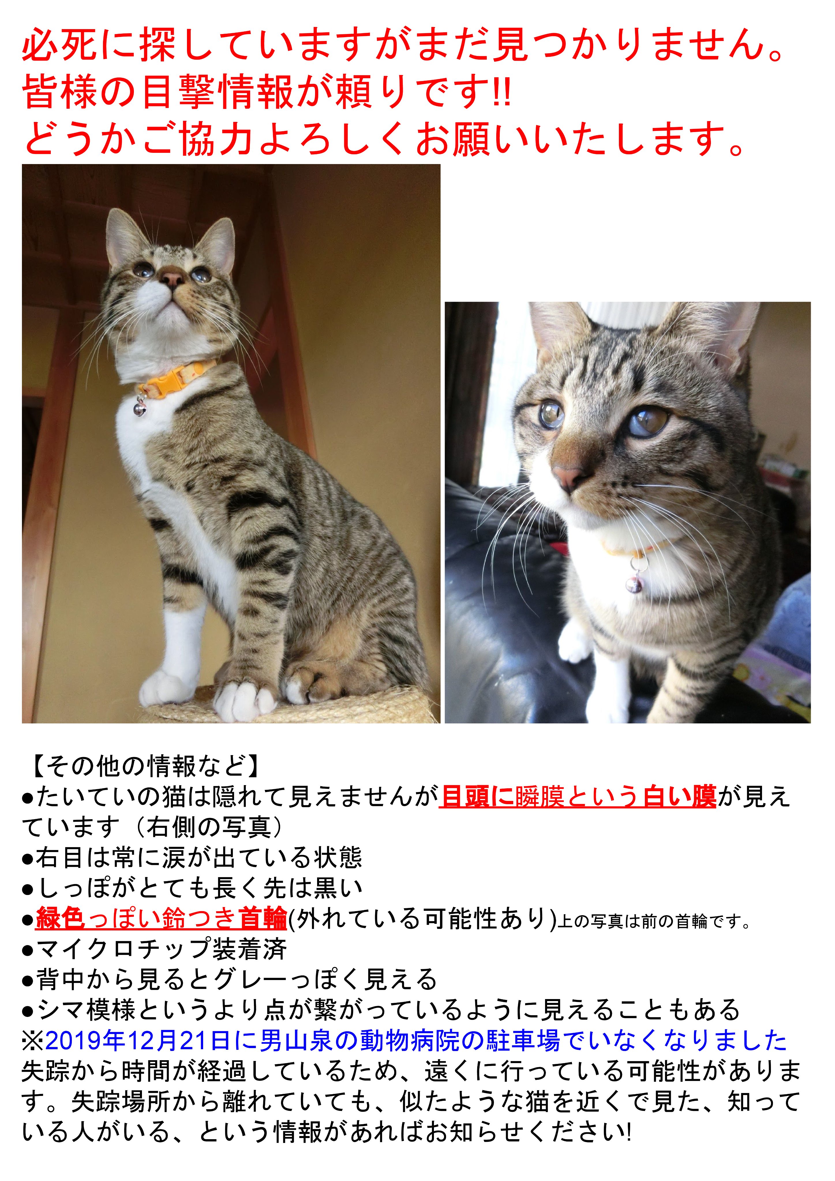 猫カフェ まるまる Neko Marumaru Twitter
