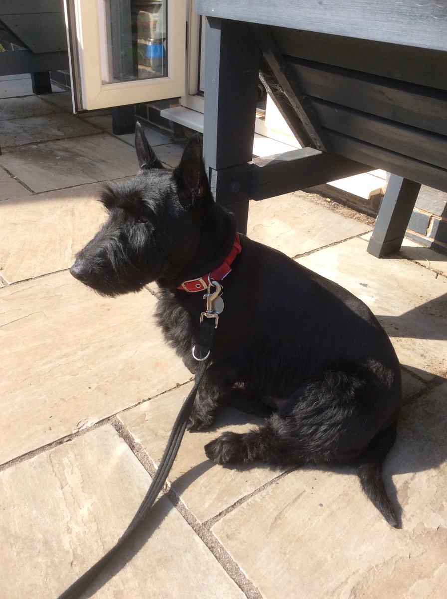 DrFinlayMcFin's tweet photo. Yesterday wos my birfday. I wos six. Mumz treated me to a ‘spa’ day. They didn’t say it meant being WOSHED! And there weren’t any sossidges anywhere ... https://t.co/o0e3qGC7Ip