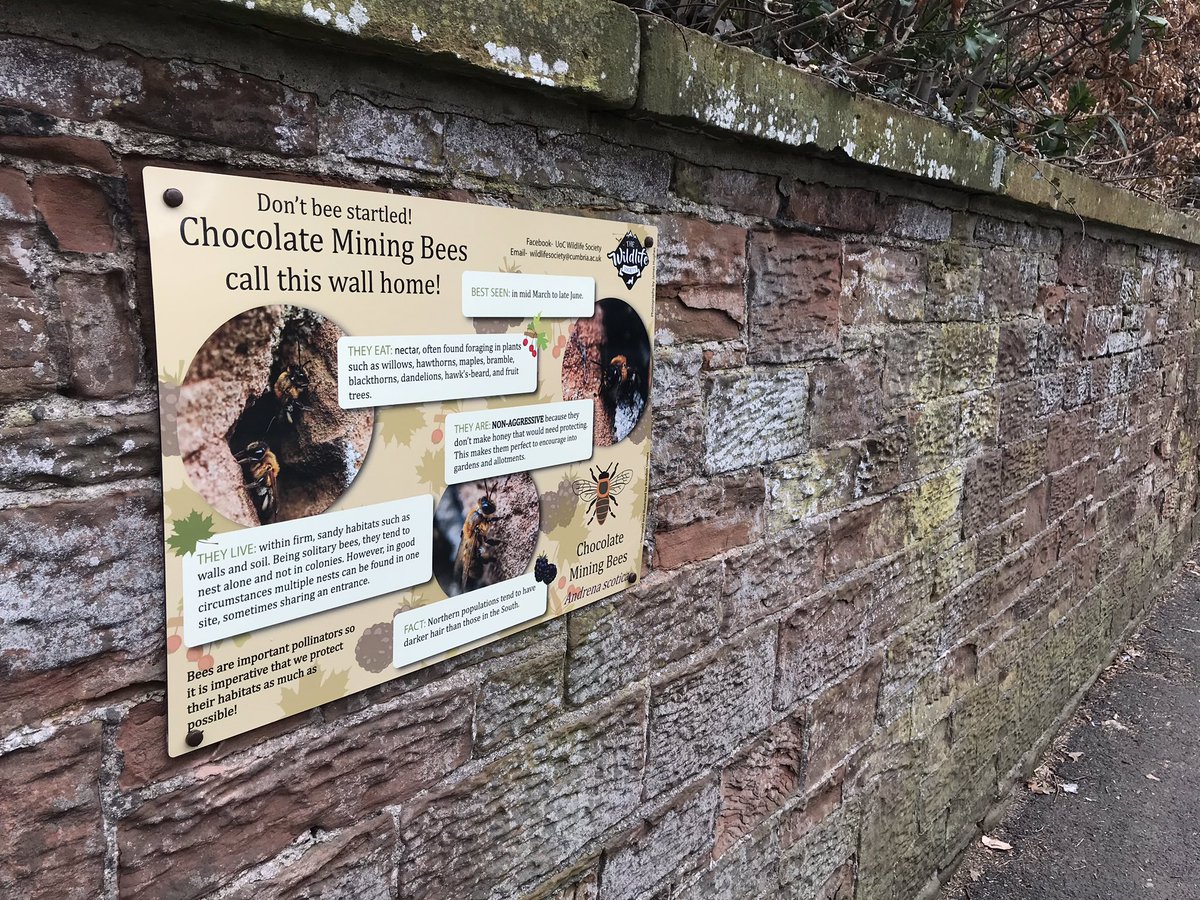 cainscrimgeour's tweet photo. Exceptional work by Wildlife Society students and campus staff continuing to #rewild our @CumbriaUni Brampton Road campus in Carlisle. The first of the new interpretation signs, and new Tree Sparrow colony boxes have gone up this week. Swift boxes to come soon! https://t.co/y9BfPkVO6A