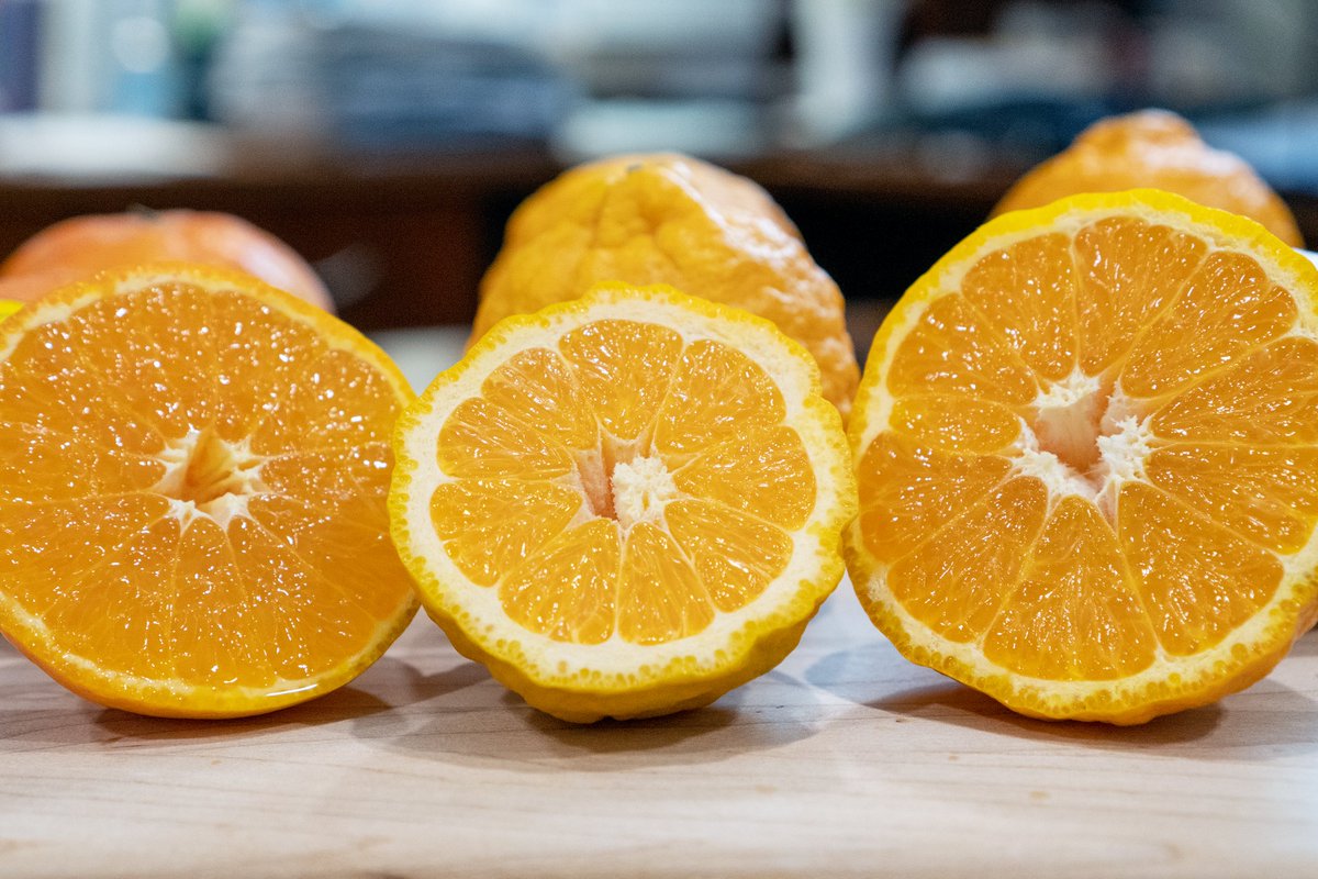 TheProduceGeek's tweet photo. NEW VIDEO - There are some excellent, late-season California Mandarin varieties to enjoy from mid-March through much of April. Check out Sweet Gold Nugget Mandarins, delicious Ojai Pixie Tangerines, and juicy TDE Triple Cross Mandarins with big flavor.

https://t.co/MWNQVjCP7c https://t.co/Ivs38NGDfZ