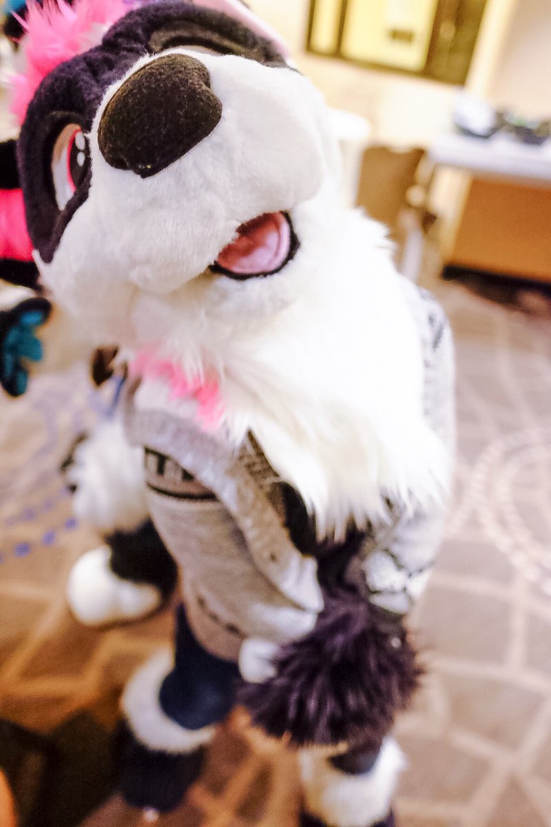 SkittlesOreo3's tweet photo. What you see before we attack 😂♥️

Tags:  #fursuit #ferretfursuit #fursuitfriday #locomotionfursuits #fursuit #fursuits #furry #furryfandom #oreoandskittles #skittlesandoreo #ferretfursuit #fursuitsofinstagram #fursuitersofinstagram #fursuitofinstagram #fursuiting #fursuitpose https://t.co/txidTqiIWW