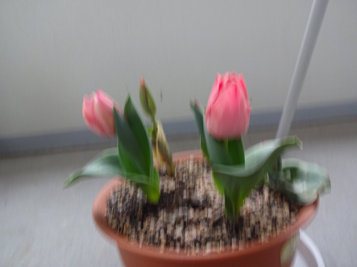 Tulip at our balchony are blooming. They are so pretty.
ベランダのチューリップが咲きました。