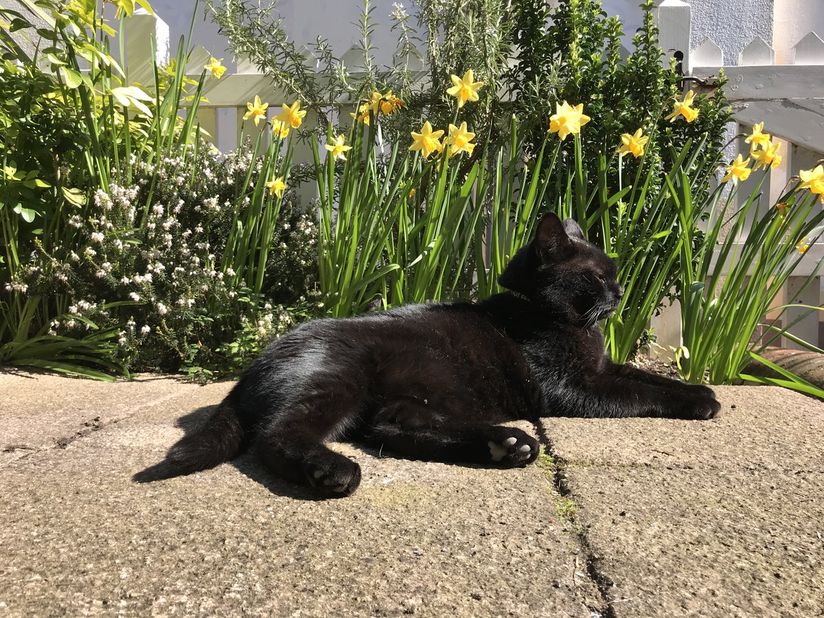 Kedi sunbathing
#kedi #cat #blackcat #blackcats #blackcatsoftwitter #cats #CatsOfTwitter #brightoncats #Caturday #adoptdontshop #panfursquad #Brighton #NorthLaine