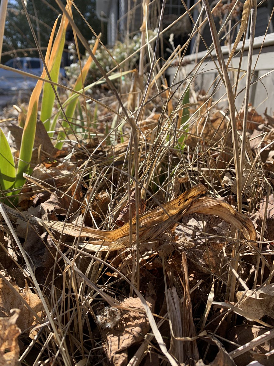 monarch_ultra's tweet photo. #MonarchMonday What a fabulous Spring weekend. The urge to garden is there &amp; many insects were buzzing around awake from winter hibernation.

Don’t rake those leaves yet!! There are still many pollinators in hibernation!

For more info @xercessociety 
https://t.co/6CrGRYsW9N https://t.co/POiBUjzaAW