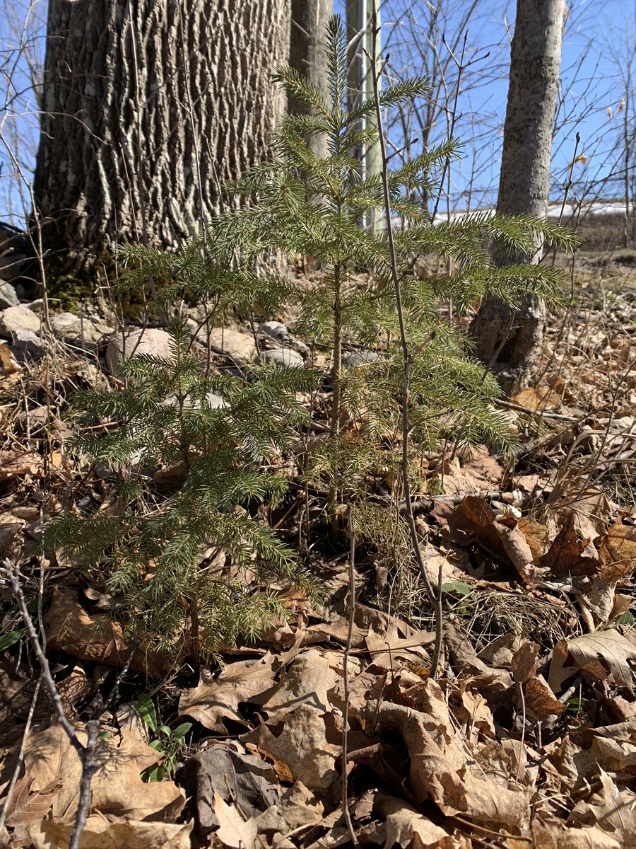 monarch_ultra's tweet photo. #MonarchMonday What a fabulous Spring weekend. The urge to garden is there &amp; many insects were buzzing around awake from winter hibernation.

Don’t rake those leaves yet!! There are still many pollinators in hibernation!

For more info @xercessociety 
https://t.co/6CrGRYsW9N https://t.co/POiBUjzaAW