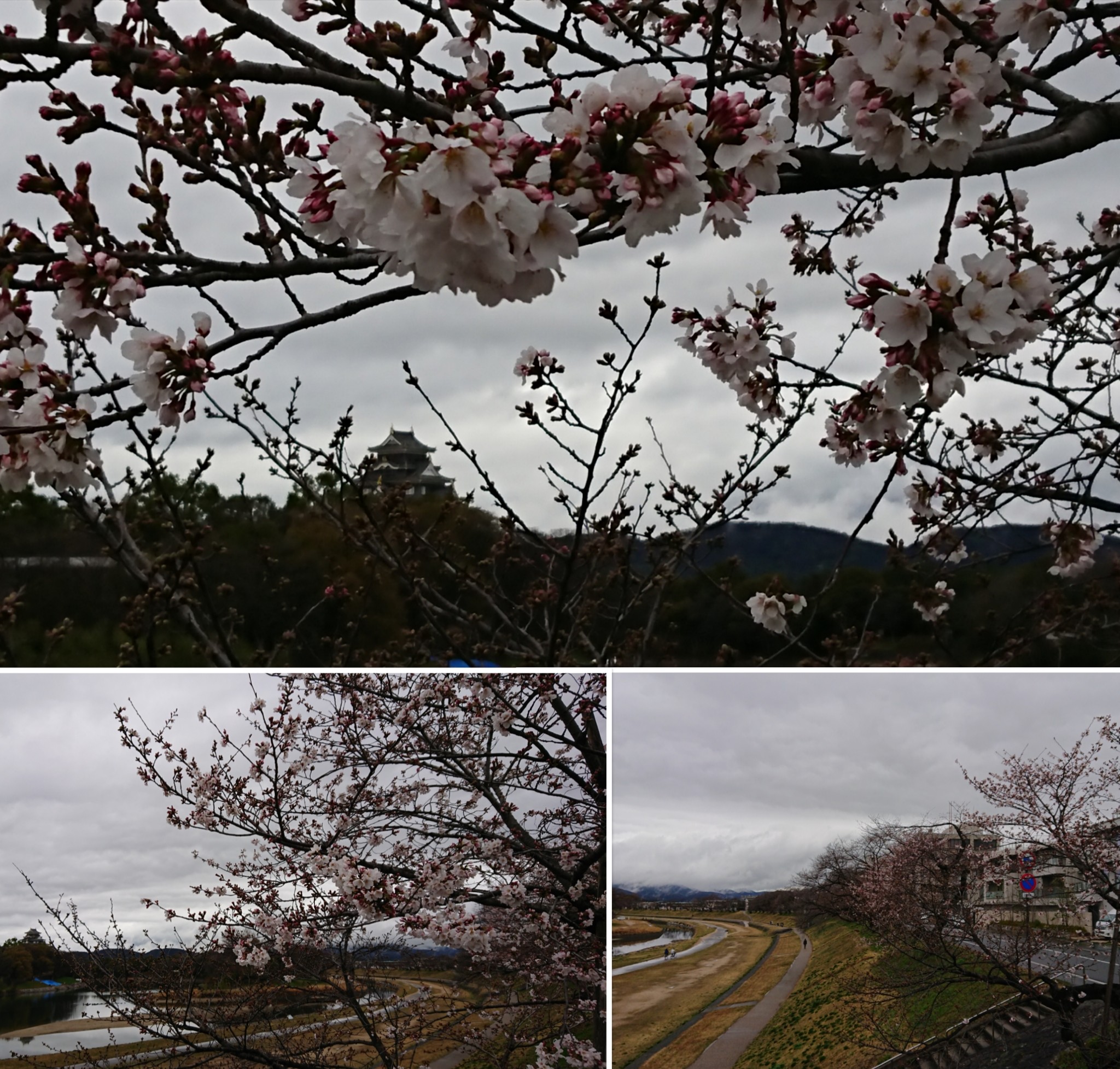 Kp61 V Twitter 地元岡山県 岡山県 岡山市 岡山城 旭川河川敷 旭川さくらみち 桜名所 桜スポット 桜井日奈子 岡山桜カーニバル 桜 咲いてきました 21 岡山さくらカーニバル 中止 T Co U1qjqh76dm Twitter