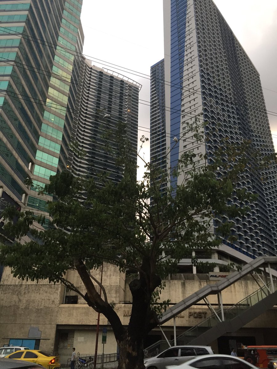 eabrina's tweet image. Timeline cleanse:

Zoom in on the tree photo, to see city birds :)

#pandemicDiary