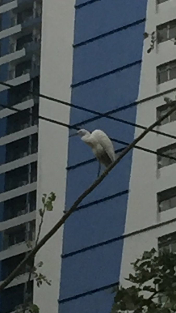 eabrina's tweet image. Timeline cleanse:

Zoom in on the tree photo, to see city birds :)

#pandemicDiary