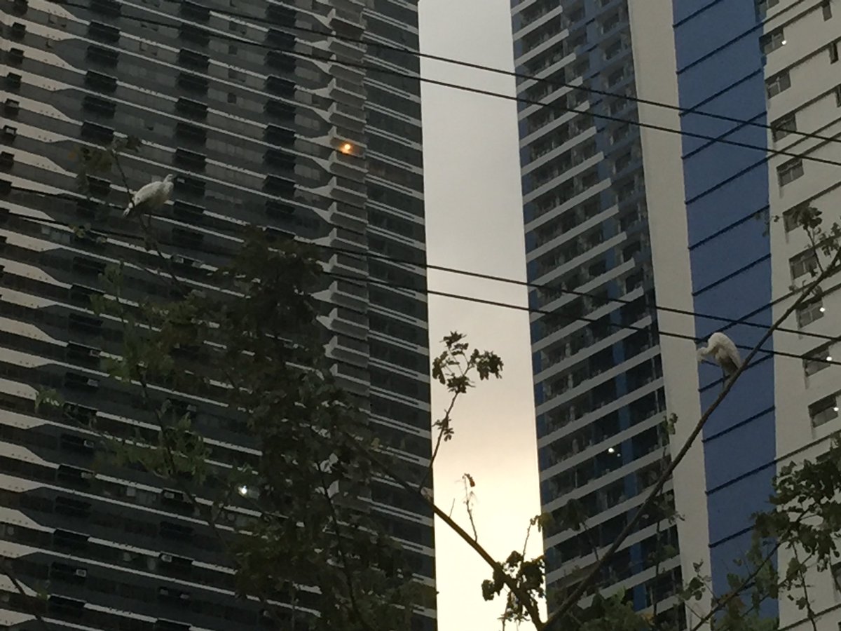 eabrina's tweet image. Timeline cleanse:

Zoom in on the tree photo, to see city birds :)

#pandemicDiary