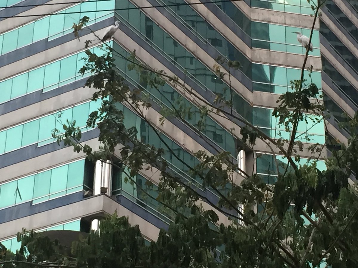 eabrina's tweet image. Timeline cleanse:

Zoom in on the tree photo, to see city birds :)

#pandemicDiary