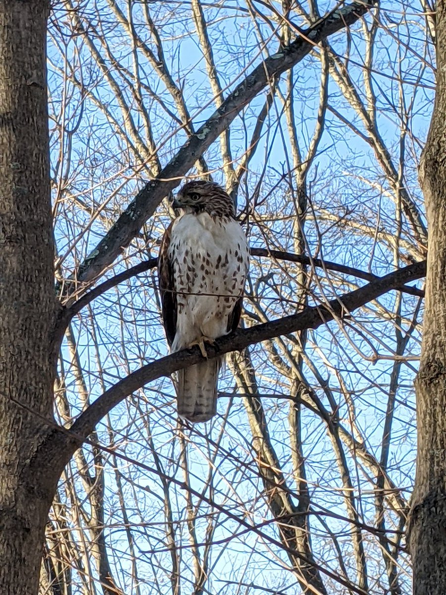 FomTarro's tweet image. today I saved a gopher by running distraction and keeping this hawk occupied long enough for them to get underground.

🦅🌳🦅🌳🦅🌳🦅