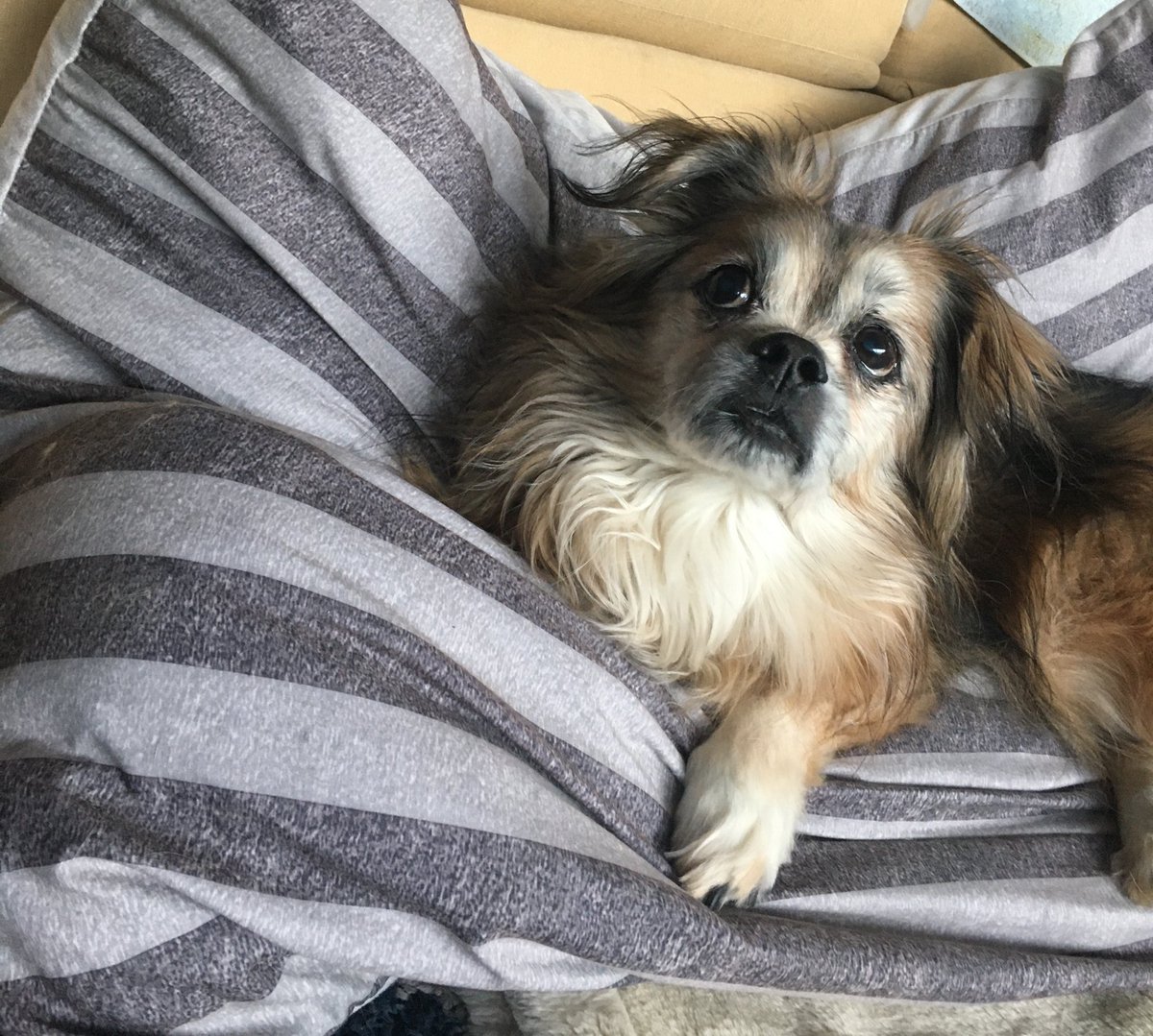 MomofOdieDexter's tweet image. Honestly...how you think I’m the crazy one is beyond me. #LookInTheMirror #WelcomeToMonday #dogs #dogsoftwitter #seniordogs