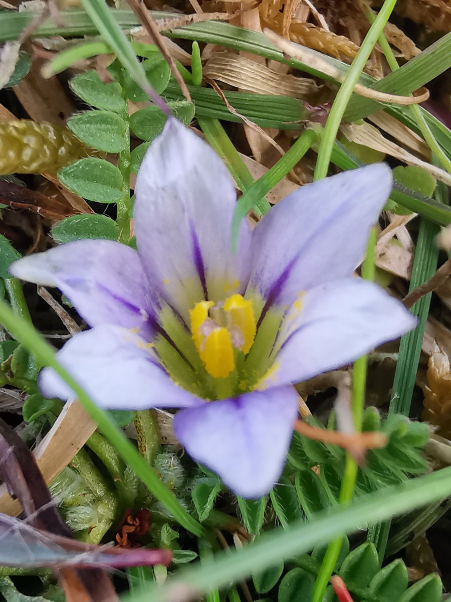 JLyon_62's tweet photo. Here we go! The 2021 season has begun for Sand crocus 👍
@BSBIbotany @DevonWildlife @DABotany #sandcrocus https://t.co/UbO5F22nar