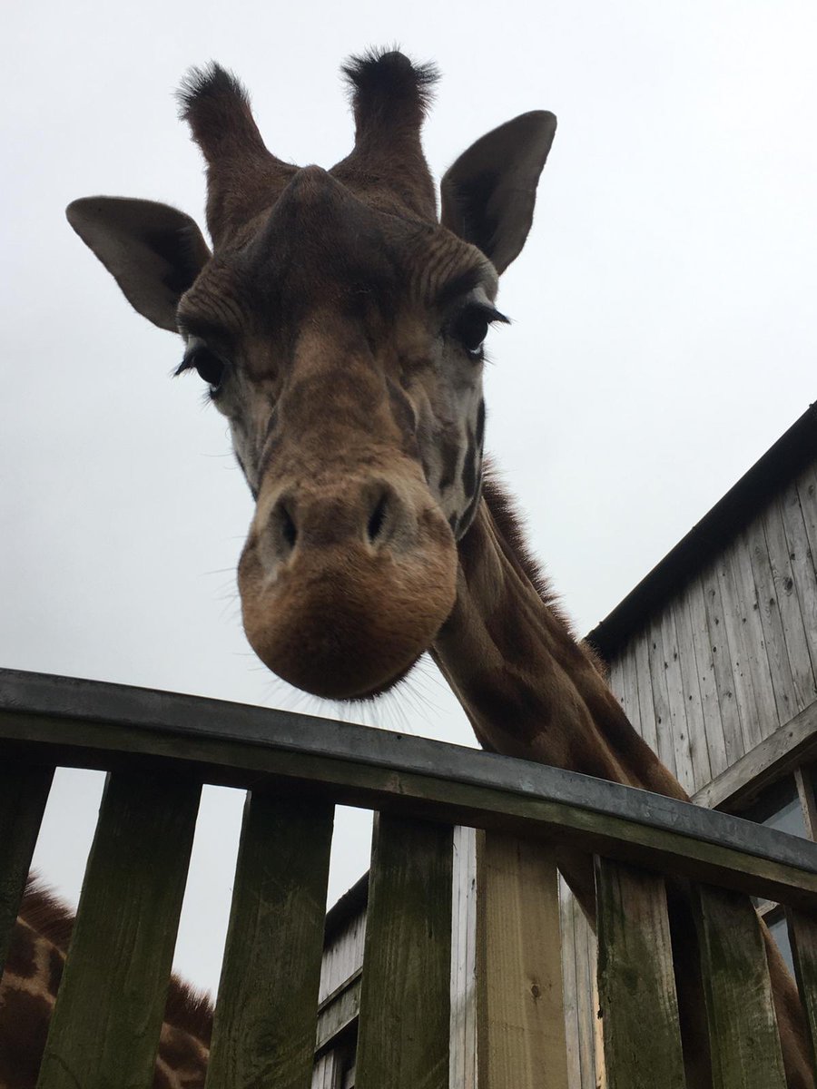 flamingolanduk's tweet photo. Happy Birthday Dottie our Rothschilds Giraffe! Make sure to wish Dottie a happy birthday in the comments 👇👇

📸 Keeper Matt 

#birthdaypost #birthdaygirl #birthday #6today #giraffelove #giraffefun #giraffefamily #flamingoland https://t.co/0TUZnoAz2i