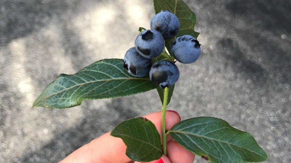 Bushel and Berry® tweet media