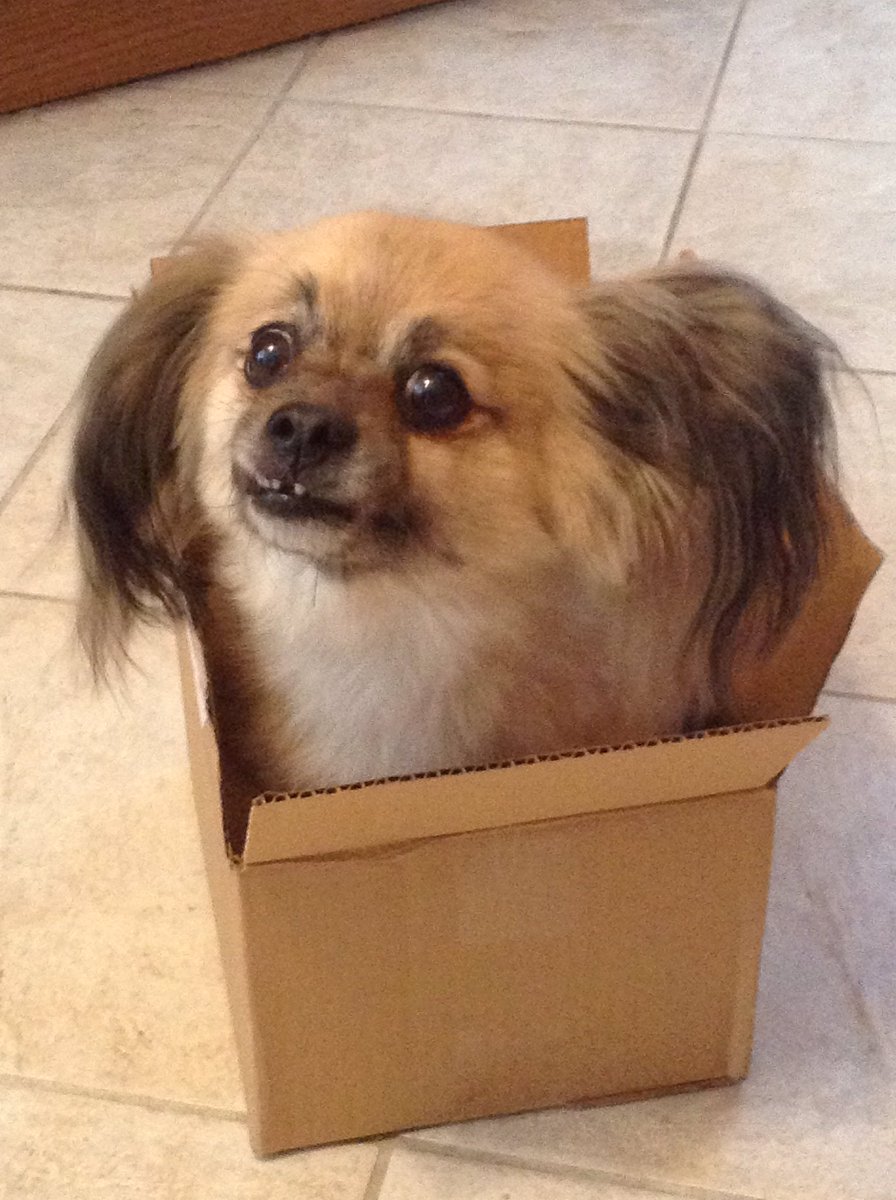 tblend3's tweet photo. I #quaver when my
quiver is empty
Quite the quandary 
Though
I’m not illiterate to
alliteration 
which becomes
monotonous quick
I should quit
any number of things
but
scared I won’t fit
into the box(they say)
doesn’t exist

#vss365 #BraveWritePRH https://t.co/NsqvewRroJ