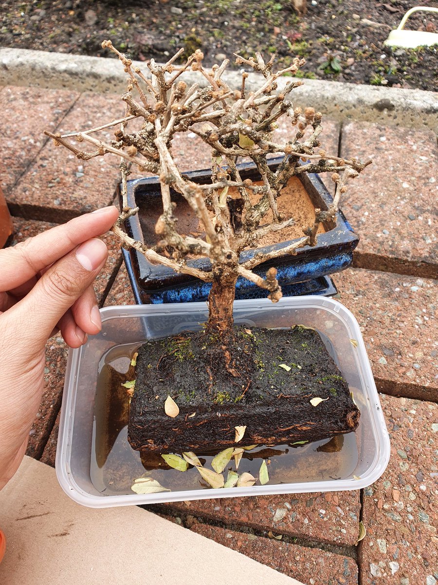HELP! 
Is it too late to help save this bonsai? 
Tips and advice welcome
#bonsai #horticulture #plants #sos