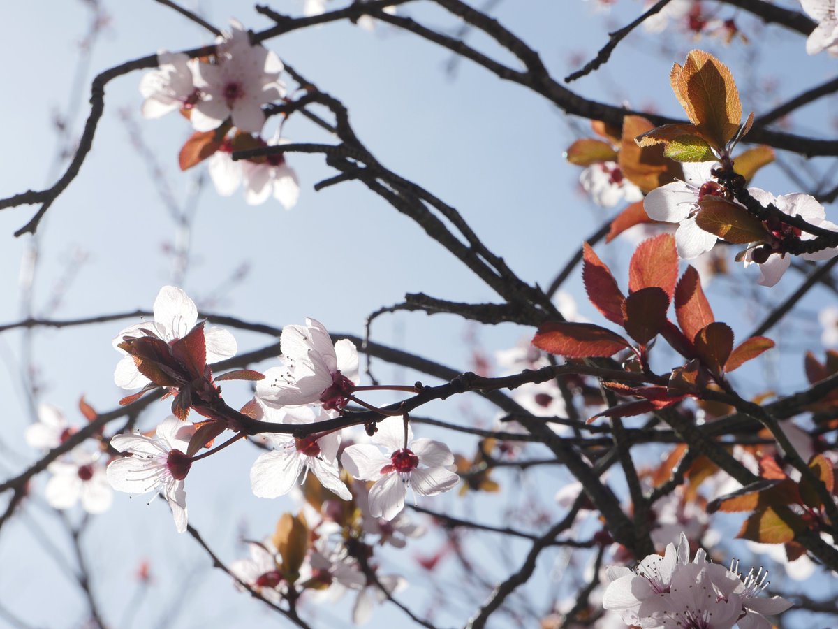 EggColomba's tweet photo. #springday https://t.co/1eBFoO8KuU