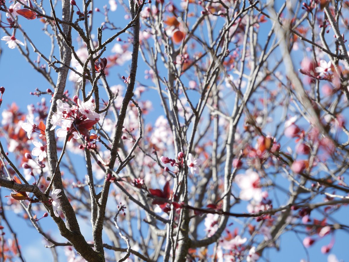 EggColomba's tweet photo. #springday https://t.co/1eBFoO8KuU