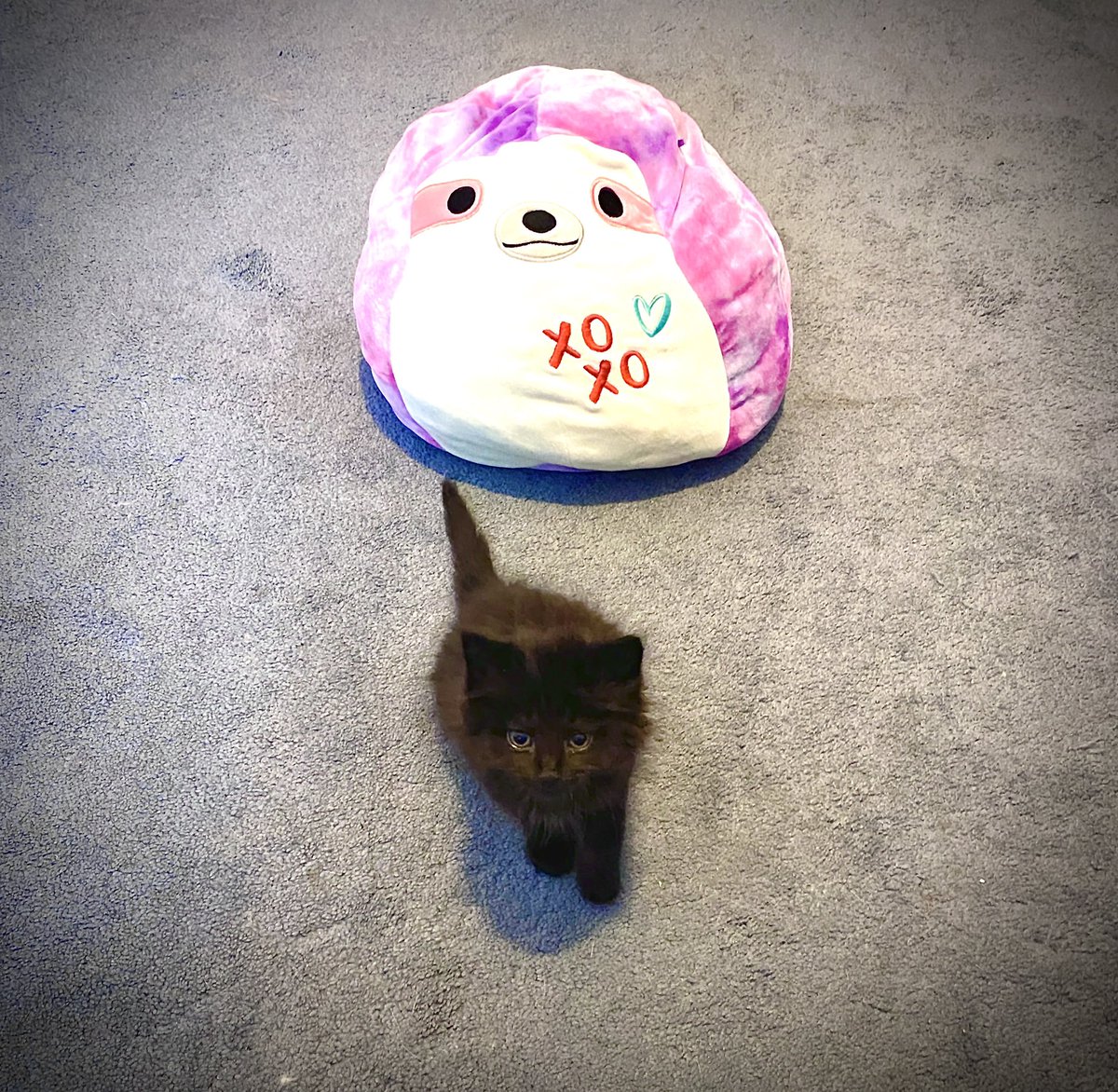 UnicommVids's tweet image. One of these two things is the reason I’m covered in scratches.  Meet Moxie. #voidkitten