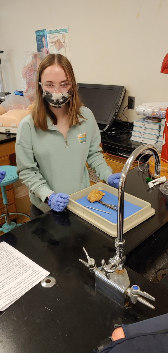 LHSHCA's tweet photo. Now that we've virtually dissected the brain on @zSpace we're ready for the real thing. 🔪 #dissectionday https://t.co/c0cJCyFAgQ
