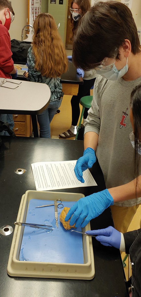 LHSHCA's tweet photo. Now that we've virtually dissected the brain on @zSpace we're ready for the real thing. 🔪 #dissectionday https://t.co/c0cJCyFAgQ