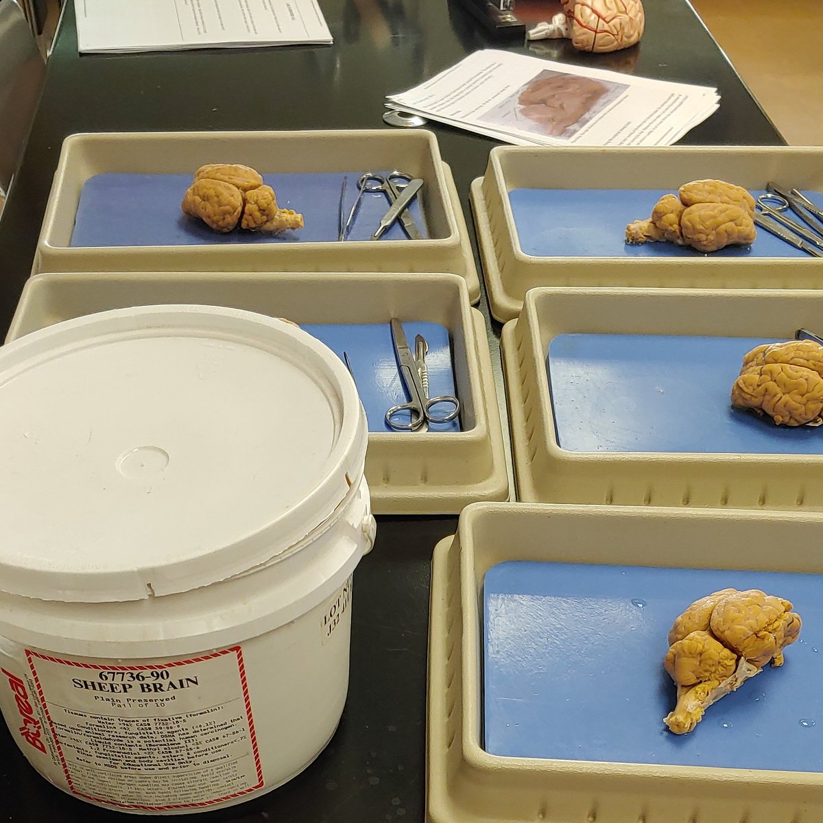 LHSHCA's tweet photo. Now that we've virtually dissected the brain on @zSpace we're ready for the real thing. 🔪 #dissectionday https://t.co/c0cJCyFAgQ