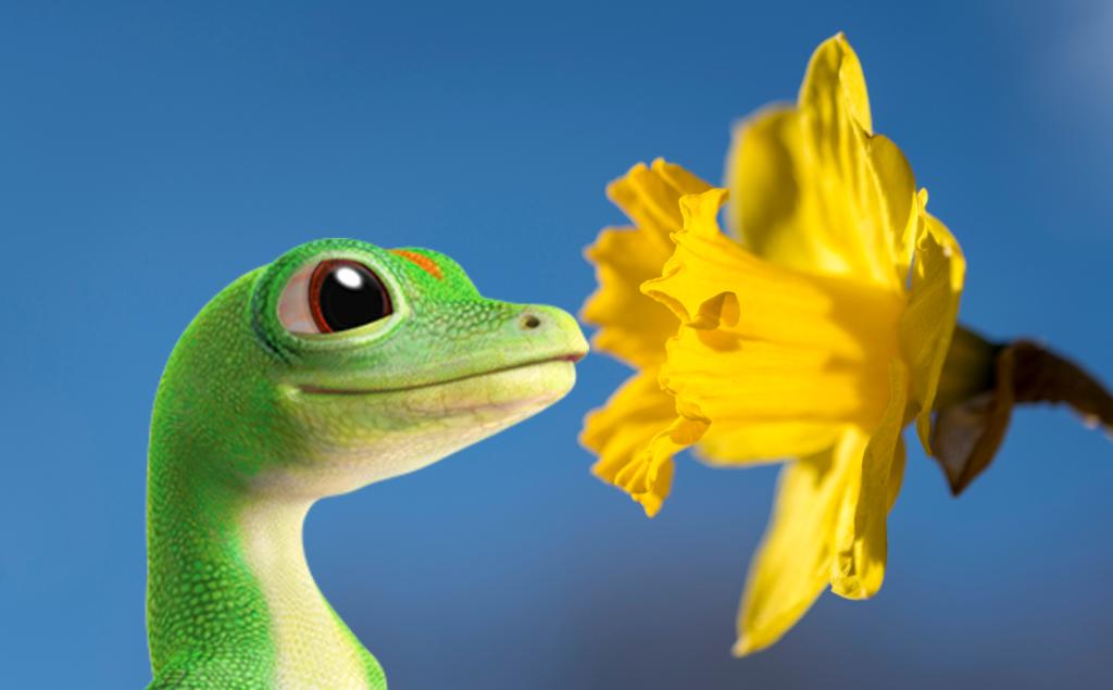 I always strive to keep my nose out of others' business, but I can't say the same for others' daffodils. #StopAndSmellTheFlowers #GeckoLifeWisdom