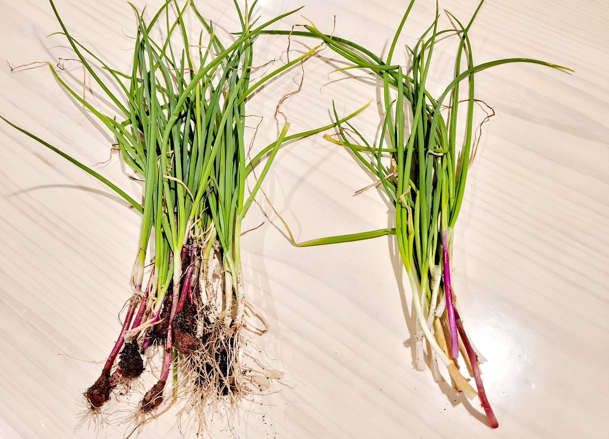 JosephsWoodwork's tweet photo. Fresh green onions from the garden...so easy to grow :) https://t.co/wJcA2cCl6e