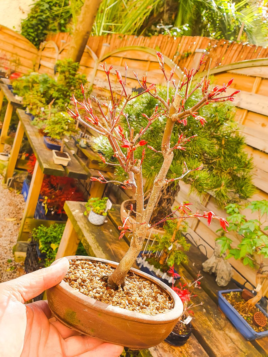 bonsaikido's tweet photo. 🌳#Arce #palmatum #deshojo en Bonsaikido.
Lunes a viernes, ⏳abierto de 18 a 21h.
Paseo de la Castellana, 100, bajo izda.
BONSAIKIDO, tu tienda y escuela de #bonsai
en Madrid. https://t.co/BoVmVy2717 https://t.co/qI9noZDter