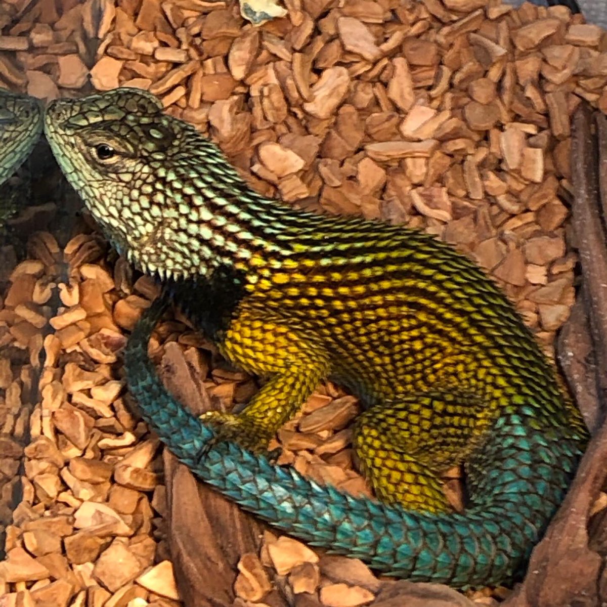 Junnosuketada Jpn どうぞご覧ください ニュークリアエメラルドスイフトです ペアです マラカイトハリトカゲ エメラルドスイフト を更に派手にした感じ メスもマラカイトに比べると増し増しで派手 これは大切に育てたい まず水分補給が難所では