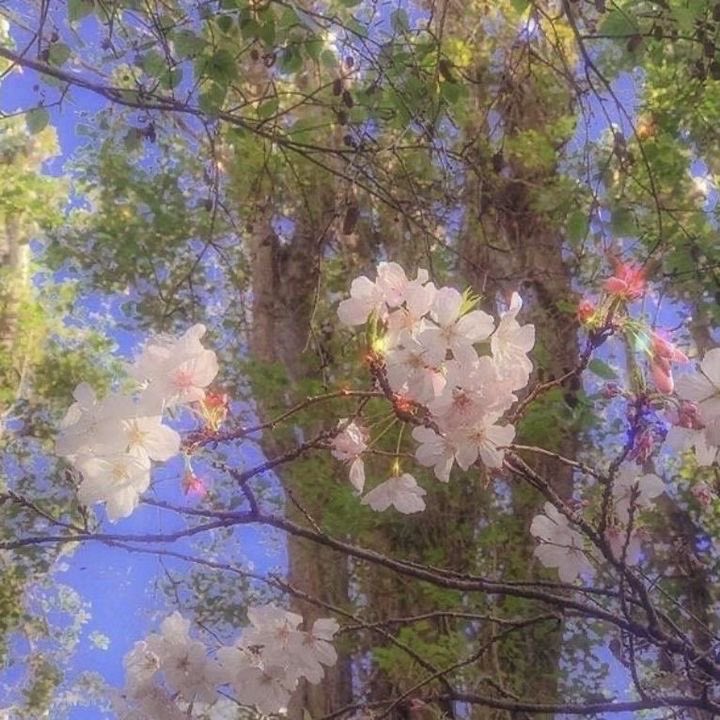 faedust2's tweet photo. Spring is here!! The fae are thriving now! #spring #SpringEquinox #fairy #fairycore #cottagecore https://t.co/STiiNJElT4