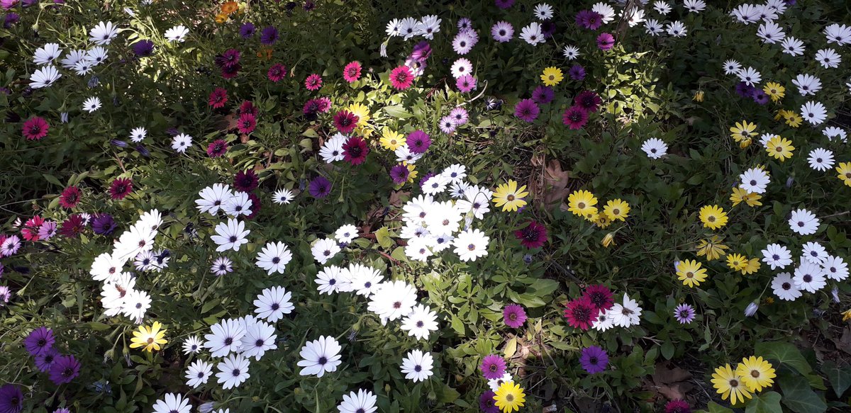 Primavera en #Malaga