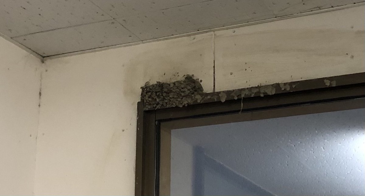 Uzivatel ゆかいな議事録 山本期日前 Na Twitteru 石井こうじ候補の演説を 不審げに聞いていると 劇場によくお越しくださる ウグイス嬢さんに遭遇 いろいろ話して後ほど選挙事務所に 告示日の前日にツバメの巣にいなかったツバメが戻ってきており 縁起の良さを